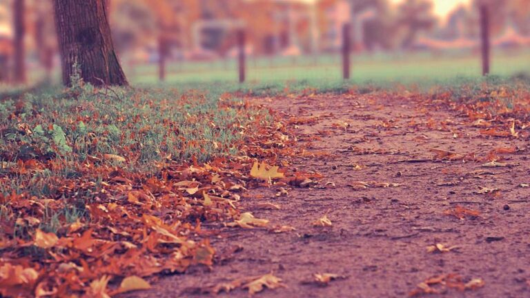 How To Retrieve 11Xplay Com Login Id And Password?